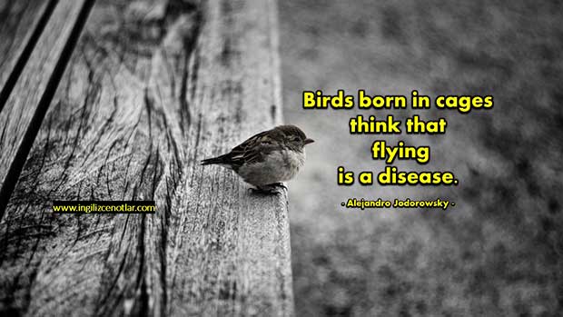 Alejandro-Jodorowsky-Kafeste-doğan-kuşlar-uçmayı